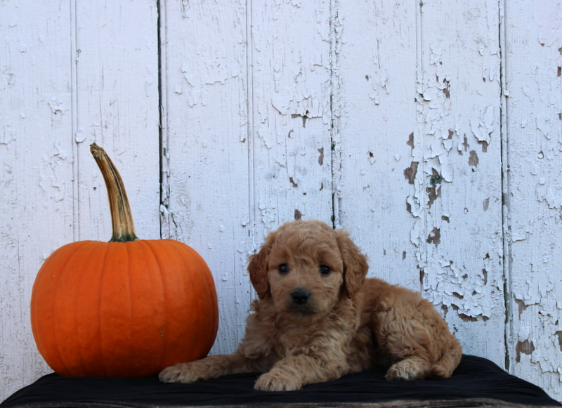 puppy, for, sale, Mini Goldendoodle F2B, Matthew B. Stoltzfus, dog, breeder, Gap, PA, dog-breeder, puppy-for-sale, forsale, nearby, find, puppyfind, locator, puppylocator, aca